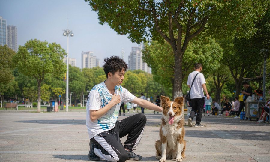 宠物训练实景